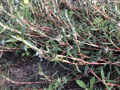 Polygonum paronychia