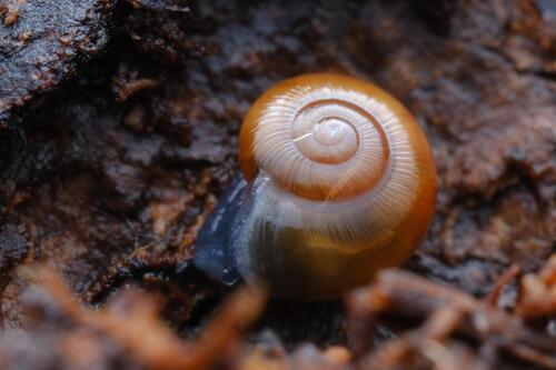 Rayed Glass snail, Berlin, Berlin, Germany, photo 10 of 10