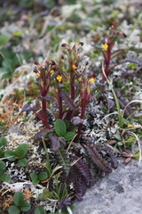 Pedicularis flammea