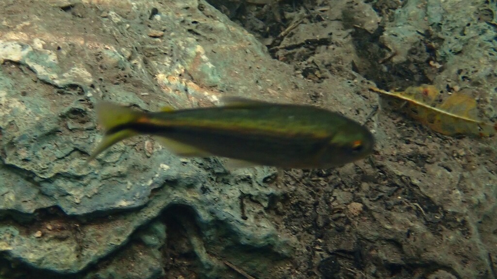 Astyanax lineatus — Characidae
