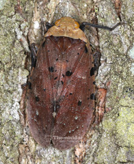 Penthicodes atomaria