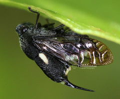 Machaerotidae