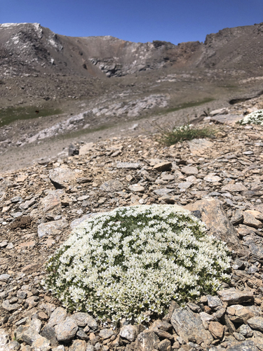 Arenaria tetraquetra, photograph 5