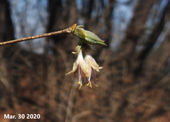 Lonicera praeflorens