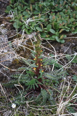 Pedicularis flammea