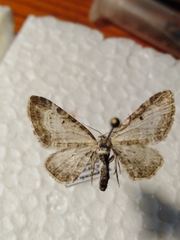 Eupithecia succenturiata