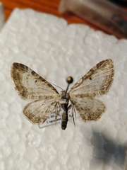Eupithecia succenturiata