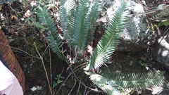 Dioon edule