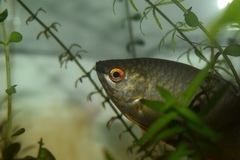 Trichopodus trichopterus