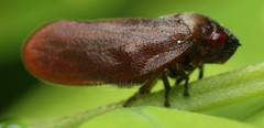 Eoscarta assimilis
