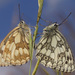 Marbled White - Photo (c) Felix Riegel, some rights reserved (CC BY-NC), uploaded by Felix Riegel