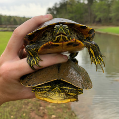 Trachemys scripta scripta