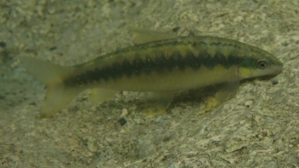 Foxnose Characin