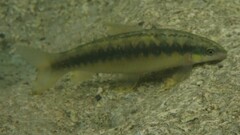 Foxnose Characin photo 1