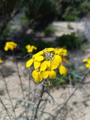 Erysimum suffrutescens