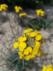 Erysimum suffrutescens
