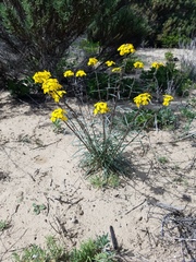 Erysimum suffrutescens