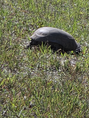 Gopherus polyphemus