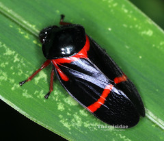 Cosmoscarta egens