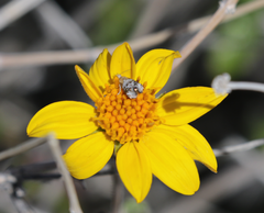 Tebenna gnaphaliella