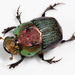 Rainbow Scarab - Photo (c) Patrick Coin, some rights reserved (CC BY-NC-SA)