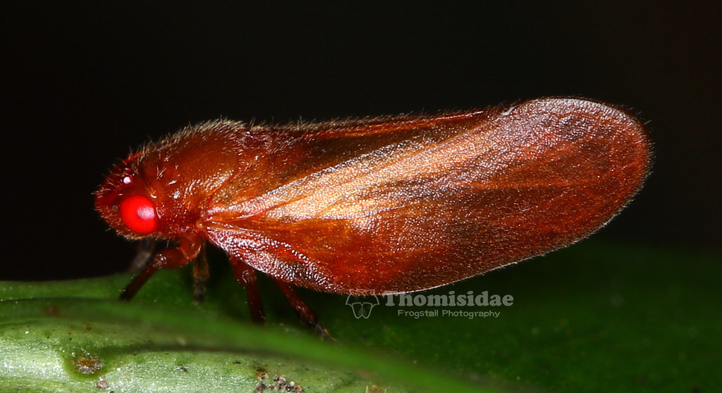 Eoscarta parva