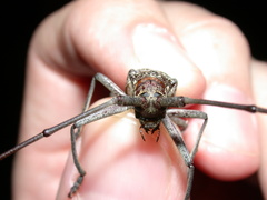 Monochamus titillator