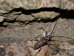 Monochamus titillator