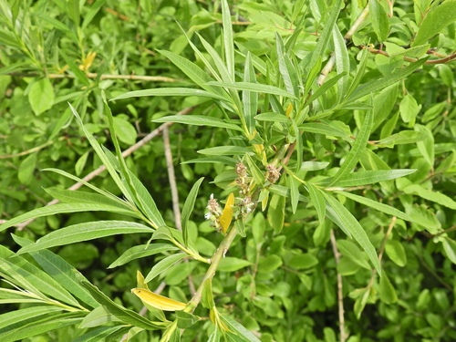 Foto de Salix viminalis