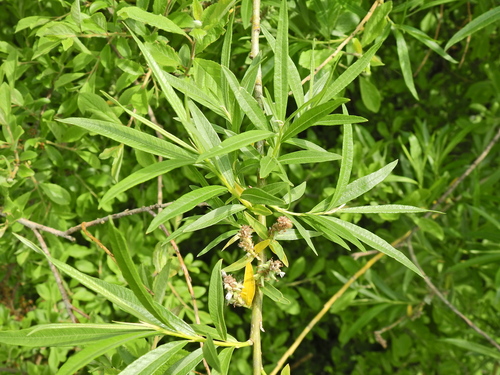 Foto de Salix viminalis