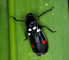 Callitettix versicolor