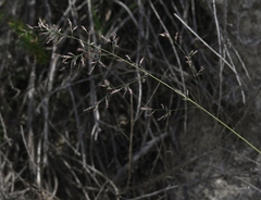 Poa secunda