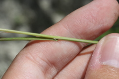 Poa secunda