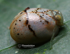 Hemisphaerius signifer