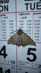 Pterocyclophora pictimargo