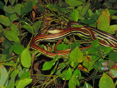 Dendrelaphis caudolineatus