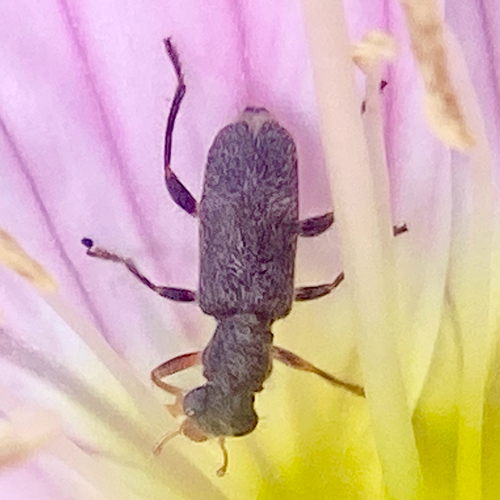 Phyllobaenus pubescens