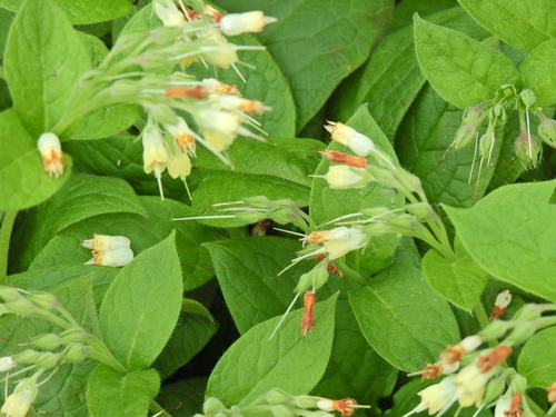 Symphytum bulbosum, photograph 2