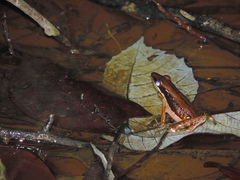 Indosylvirana nicobariensis