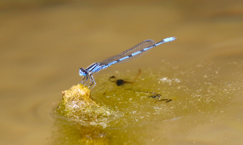 Familiar Bluet