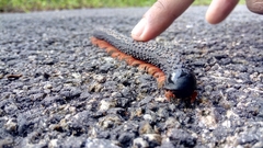 Eucentrobolus tamulus