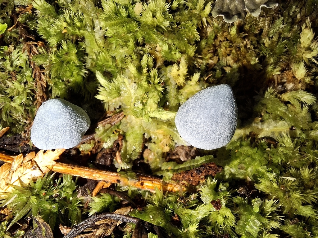 Entoloma hochstetteri · April 2026 · photo: © tassietravelsblog (iNaturalist, cc0)