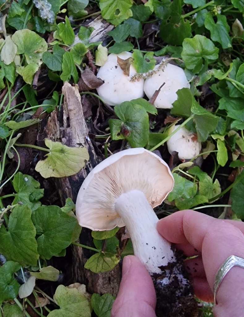 Calocybe gambosa · April 2026 · photo: © fungiary (iNaturalist, cc0)