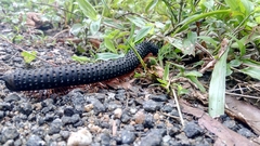 Eucentrobolus tamulus