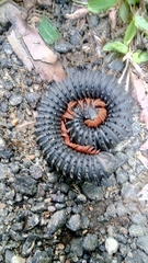 Eucentrobolus tamulus