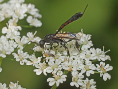 Gasteruption assectator