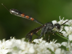 Gasteruption assectator