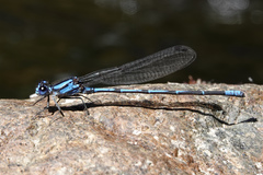 Argia insipida