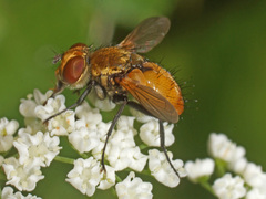 Eliozeta