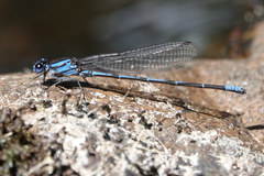Argia insipida